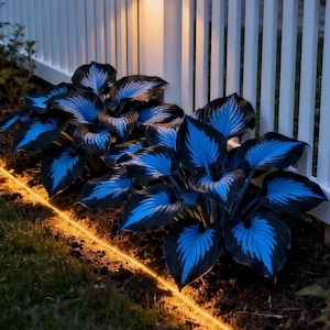 May include: A close-up of a garden bed featuring hosta plants with striking blue and black leaves. A white picket fence and a string of warm-toned lights are in the background, creating a contrast with the dark foliage. The plants are in a row along the fence.
