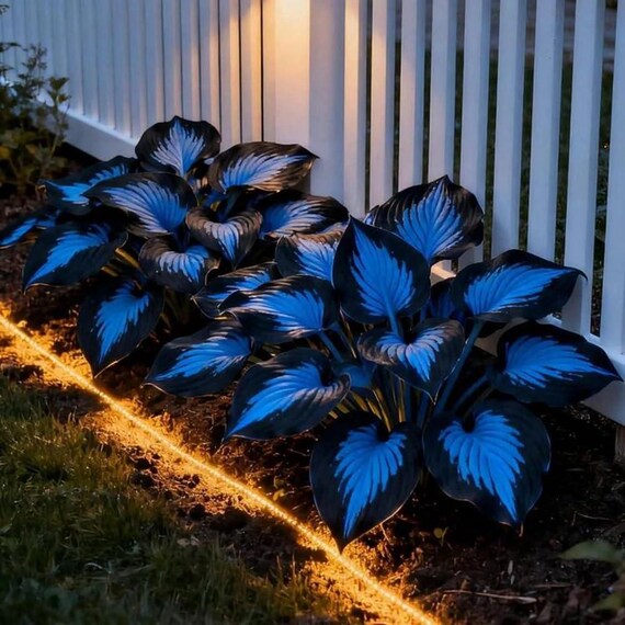 Rare Hosta Seeds, Shade Perennial Plant, Low Maintenance Garden Foliage