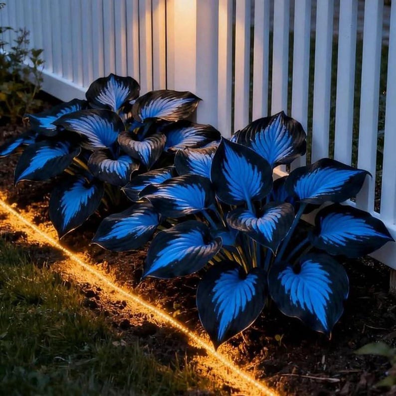 May include: A close-up of a garden bed featuring hosta plants with striking blue and black leaves. A white picket fence and a string of warm-toned lights are in the background, creating a contrast with the dark foliage. The plants are in a row along the fence.