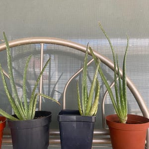 Live Aloe Vera Plants