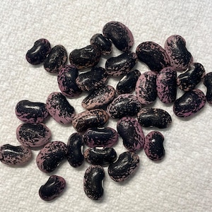 Scarlet Runner Bean Seeds -heirloom pole beans with red blooms that attract pollinators
