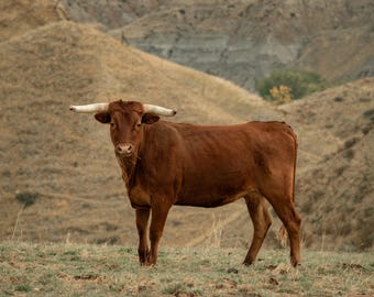 On the Range | Western Art | Ranch Photography | Cattle & Longhorns | Wall Art