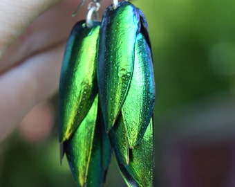 Iridescent Beetle Wing Earrings: Surgical Steel, Entomology Jewelry