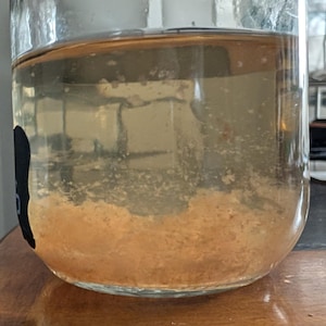 Mushroom Liquid Culture