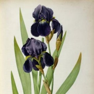 Iris Germanica - Kruissteekpatroon, pdf-formaat, geleverd per e-mail, Pierre-Joseph Redouté, kruissteek bloemen, kruissteek bloemen
