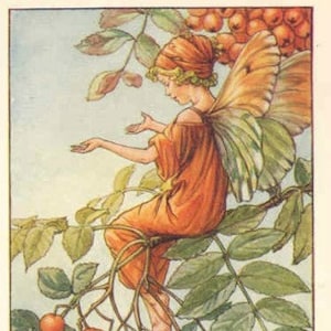The Mountain Ash Fairy - kruissteekpatroon, pdf-formaat, geleverd per e-mail, Cicely Mary Barker, kruissteek feeën, kruissteek bloemen