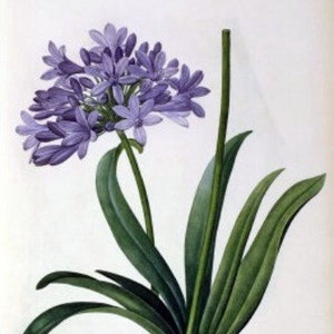 Agapanthus Umbrellatus - Kruissteekpatroon, pdf-formaat, geleverd per e-mail, Pierre-Joseph Redouté, kruissteek bloemen