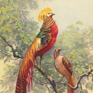 Chinese Golden Pheasant - Cross stitch pattern, pdf format, Delivered by email, Animals cross stitch, Pheasants cross stitch