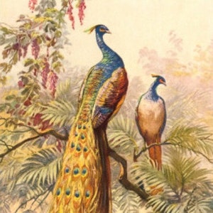 Peacock and Peahen - Cross stitch pattern pdf format