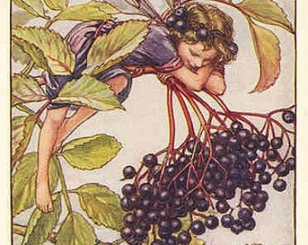 The Elderberry Fairy - Cross stitch pattern pdf format