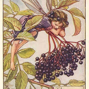 The Elderberry Fairy - Kruissteekpatroon - pdf-formaat - Geleverd per e-mail - Dit is geen pakket - Cicely Mary Barker, kruissteek feeën