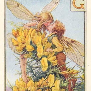 Gaspeldoorn - kruissteekpatroon, pdf-formaat, bezorgd per e-mail, Cicely Mary Barker, kruissteek feeën, kruissteek bloemen
