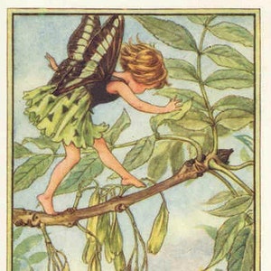 Ash Tree - kruissteekpatroon, pdf-formaat, geleverd per e-mail, Cicely Mary Barker, kruissteek feeën, kruissteek bloemen