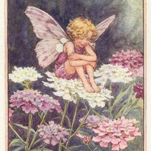 The Candy Tuft Fairy - kruissteekpatroon, pdf-formaat, bezorgd per e-mail, Cicely Mary Barker Fairies kruissteek, kruissteek bloemen