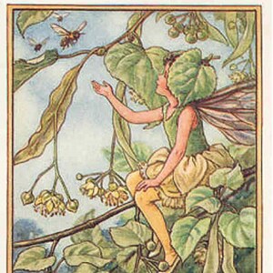 The Lime Tree - kruissteekpatroon, pdf-formaat, geleverd per e-mail, Cively Mary Barker, feeën kruissteek, kruissteek bloemen