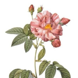 Rosa Gallica Veriscolor - Kruissteekpatroon, pdf-formaat, geleverd per e-mail, Pierre Redouté, kruissteek bloemen, kruissteek rozen, kruissteek rozen