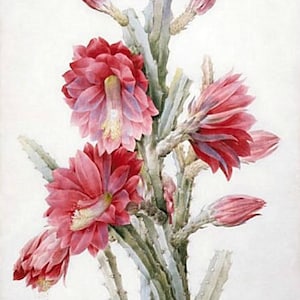 Een bloeiende cactus - kruissteekpatroon, pdf-formaat, geleverd per e-mail, Pierre Joseph Redouté, kruissteekpatroon met bloemen