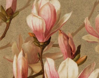 Puede incluir: Una ilustración botánica vintage de flores de magnolia rosas en flor. Las flores se representan con detalles delicados y están dispuestas en un racimo sobre un fondo marrón.