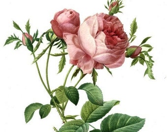 Rosa Centifolia Foliacea - Cross stitch pattern - pdf format - Delivered by email - This is not a kit