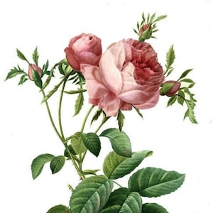Rosa Centifolia Foliacea - Kruissteekpatroon pdf-formaat Geleverd per e-mail Pierre-Joseph Redouté Bloemen kruissteek kruissteek rozen kruissteek