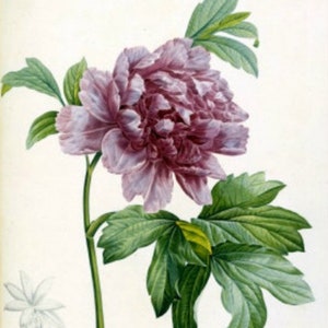 Purple Peony - kruissteekpatroon, pdf-formaat, bezorgd per e-mail, bloemen kruissteek, pioenroos kruissteek, kruissteek bloemen
