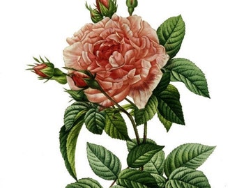 Pode incluir: Uma ilustração botânica vintage de uma rosa rosa com folhas e botões verdes. A rosa está em plena floração e tem uma aparência delicada e em camadas. A ilustração está sobre um fundo branco.