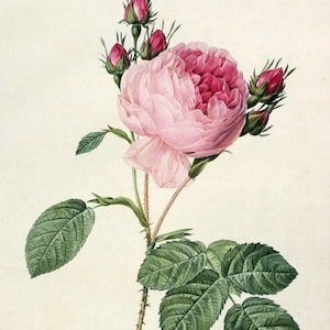 Rosa Centifolia - Kruissteekpatroon, pdf-formaat, geleverd per e-mail, Pierre-Joseph Redouté, kruissteek bloemen, kruissteek rozen, kruissteek rozen