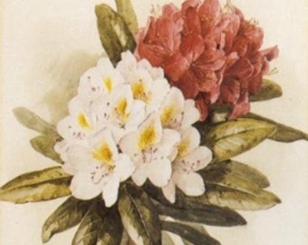 Rhododendron - Cross stitch pattern, pdf format, Delivered by email, Paul de Longpre, Flowers cross stitch, Rhododendron cross stitch