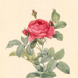 Rosa Gallica Pontiana - Kruissteekpatroon, pdf-formaat, geleverd per e-mail, Pierre Joseph Redouté, bloemen kruissteek kruissteek rozen kruissteek