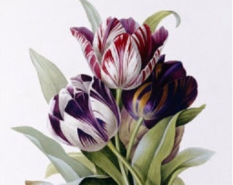 Tulips - Cross stitch pattern - pdf format - Delivered by email - This is not a kit