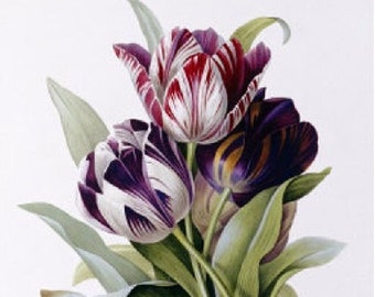 Tulips - Cross stitch pattern, pdf format, Delivered by email, Pierre-Joseph Redouté, Flowers cross stitch, Tulips cross stitch