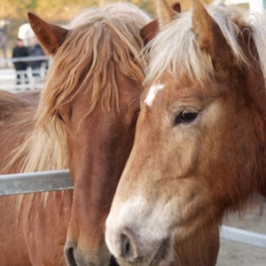 Horses - Cross stitch pattern, pdf format, Delivered by email, Animals cross stitch, Horses cross stitch