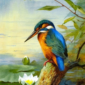 Kingfisher - kruissteekpatroon, pdf-formaat, bezorgd per e-mail, Archibald Thorburn, kruissteek dieren, kruissteek vogels, kruissteek vogels