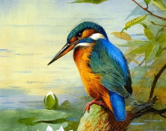 Eisvogel - Kreuzstich Stickmuster, PDF Format, per Email geliefert, Archibald Thorburn, Tiere Kreuzstich, Vogel Kreuzstich