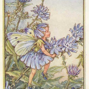 Witlof - kruissteekpatroon, pdf-formaat, geleverd per e-mail, Cicely Mary Barker, kruissteek feeën, kruissteek bloemen