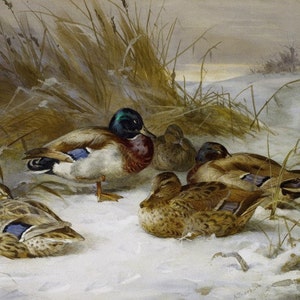 Winter Landscape with Mallard - Cross stitch pattern, pdf format, Delivered by email, Landscape cross stitch pattern, Woodcock cross stitch
