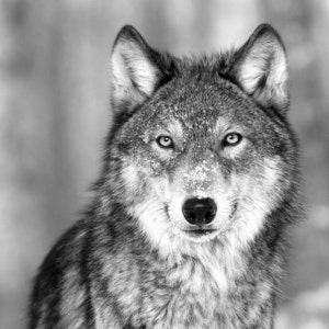 Wolf - Cross stitch pattern, pdf format, delivered by email, Animals cross stitch pattern, Black and white cross stitch, Wolf cross stitch