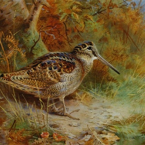 A Woodcock - Cross stitch pattern, pdf format, Delivered by email, Archibald Thorburn, Animals cross stitch pattern, woodcock cross stitch