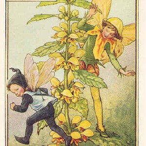 The Yellow Deadnettle Fairy Kruissteekpatroon pdf-formaat Geleverd per e-mail Cicely Mary Barker Fairies kruissteek Bloemen kruissteek