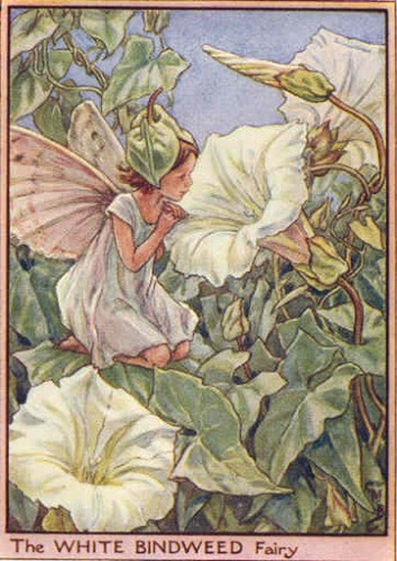 The White Bindweed Fairy  Cross stitch pattern pdf format image 1