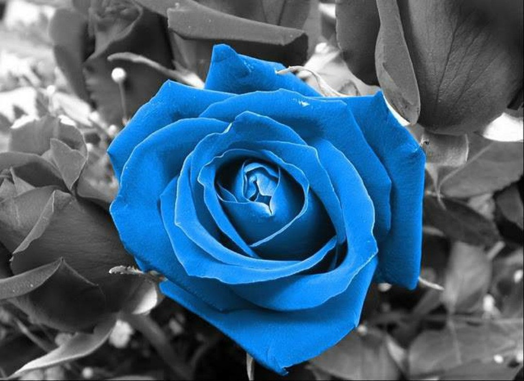 Blue Rose - Cross Stitch Pattern, Pdf Format, Delivered by Email ...