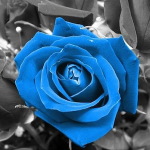 Blauwe roos - kruissteekpatroon, pdf-formaat, bezorgd per e-mail, kruissteek bloemen, kruissteek rozen