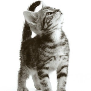 Kitten - Cross stitch pattern, pdf format, Delivered by email, Cats cross stitch, Black and White cross stitch, Kittens cross stitch