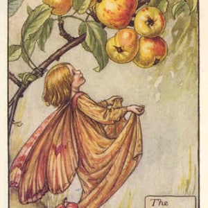 The Crab Apple Fairy - kruissteekpatroon, pdf-formaat, geleverd per e-mail, Cicely Mary Barker, kruissteek feeën, kruissteek bloemen