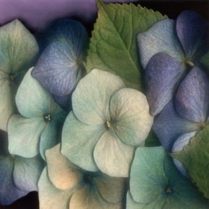 Hortensia: kruissteekpatroon, pdf-formaat, geleverd per e-mail, dit is geen pakket, kruissteekpatroon bloemen, kruissteek hortensia