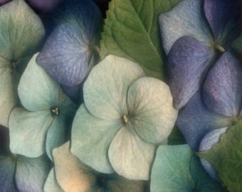 Hydrangea - Cross stitch pattern, pdf format, Delivered by email, This is not a kit, Flowers cross stitch pattern, Hydrangea cross stitch