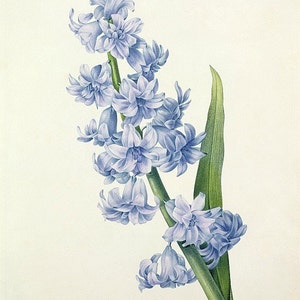 Hyacint - kruissteekpatroon, pdf-formaat, geleverd per e-mail, Pierre Joseph Redouté, kruissteek bloemen, kruissteek hyacint