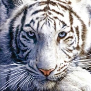 White Tiger - Cross stitch pattern, pdf format, Delivered by email, Animals cross stitch, Tigers cross stitch