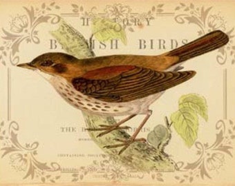 British Birds II - Cross stitch pattern pdf format