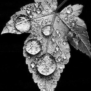 Black and White Leaf - Cross stitch pattern, pdf format, Delivered by email, Black and White cross stitch, Cross stitch Black and White